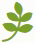 Capri Kosmetyka Profesjonalna - logo