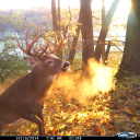 Cuddeback Digital - logo