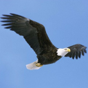Eagle Building Services - logo