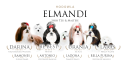 Elmandi - Hodowla Shih Tzu & Maltese Kraków - logo