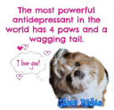 Glory Ridge Shih-Tzu - logo