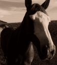 Horse Play Rentals - logo
