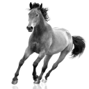 Horse Rescue Fund - logo