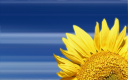 Dortex - logo