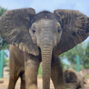 Louisville Zoo - logo