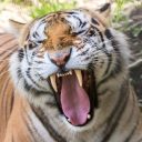 Montgomery Zoo - logo
