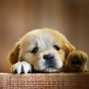 NY Breeder - logo