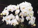 Orchids By Hausermann - logo