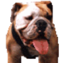 Pet City Houston - logo