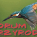 PRZYRODA.org - logo