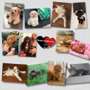 scaleslovablepups - logo