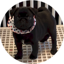 SilverNickelPuppies - logo