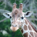 Saint Louis Zoo - logo
