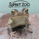 Sunset Zoo - logo