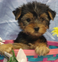 Tea Cup Pups - logo