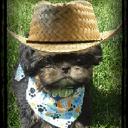 Tuscanys Tiny Shih Tzu - logo