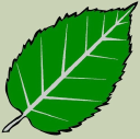 Alderleaf Wilderness College - logo