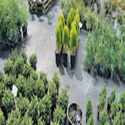 Naturalna zielen - logo