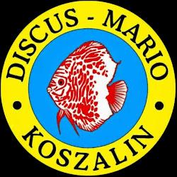 Discus-mario - logo
