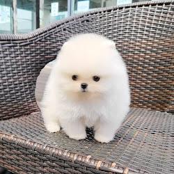 Exquisiteteacuppomeranianpuppies - logo