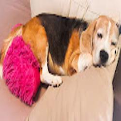 Animaliamedica - logo