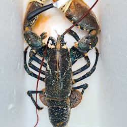 Seawisestreetseafoodbar - logo