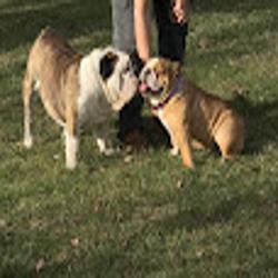 Statelinebullies - logo