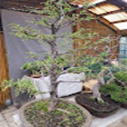 Ogrodybonsai - logo
