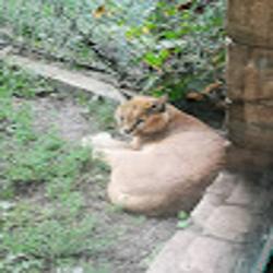Zoo - logo