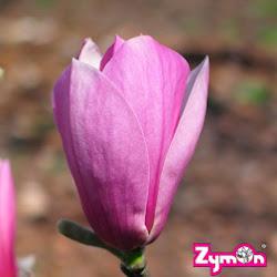 Zymon - logo