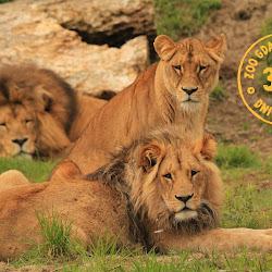 Zoo - logo