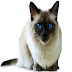 Argowet - logo