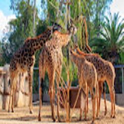 Sandiegozoowildlifealliance - logo