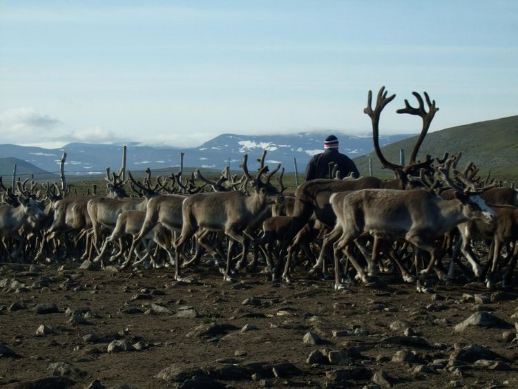 Indigenous peoples right vs. nature conservation? Pastoralism within the Reisa national park