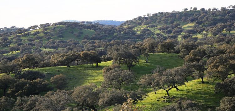 An agrosilvopastoral system in southern Spain – the case of the “dehesa”