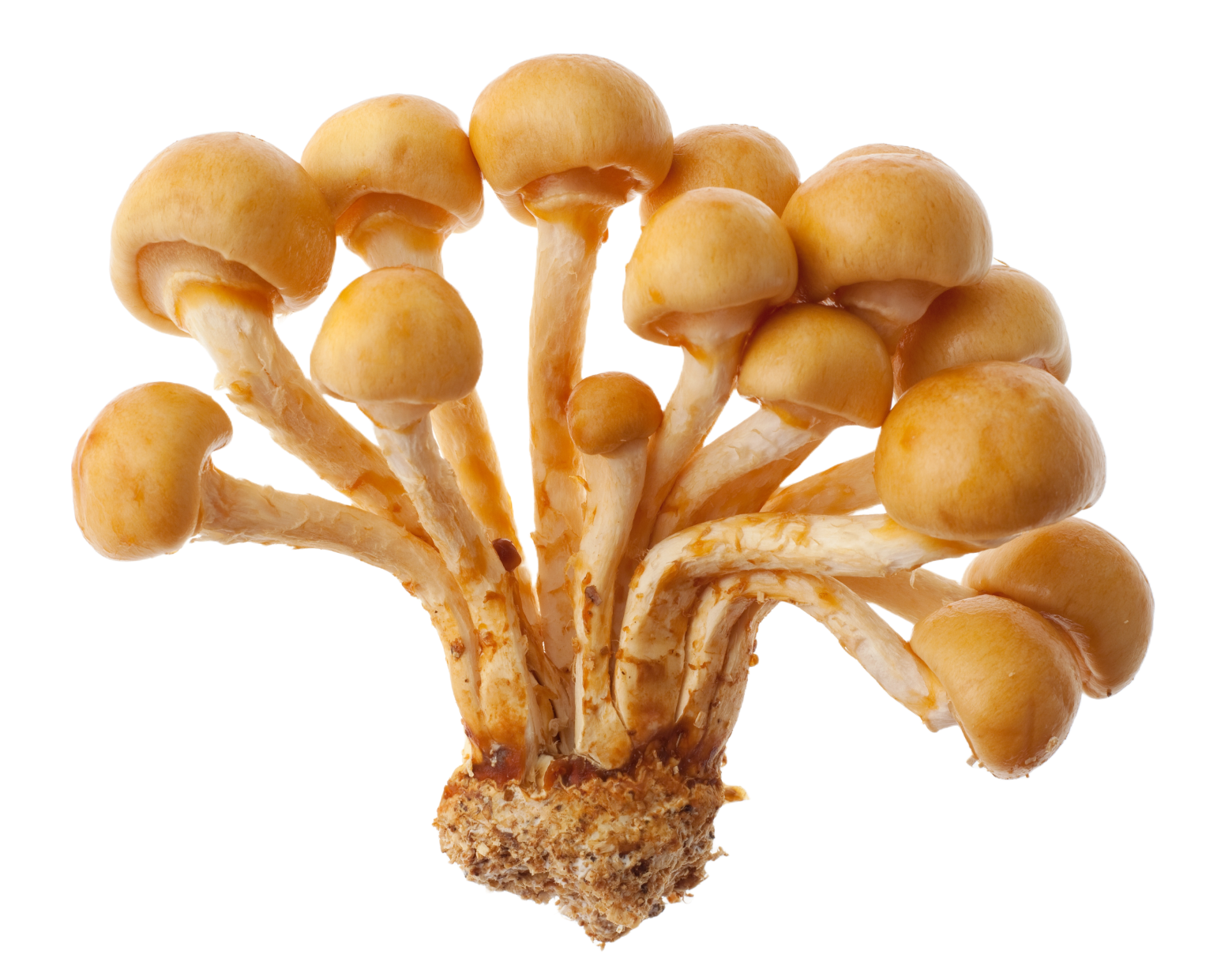 Seta Nameko', 'category': 'mushroom