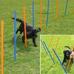 Agility Drążki do slalomu - 12 sztuk