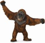 Collecta Zwierzęta dzikie Orangutan (88730)