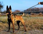 K9 Thorn Szelki Dla Psa Bravo Coyote (0058/16 Coy)