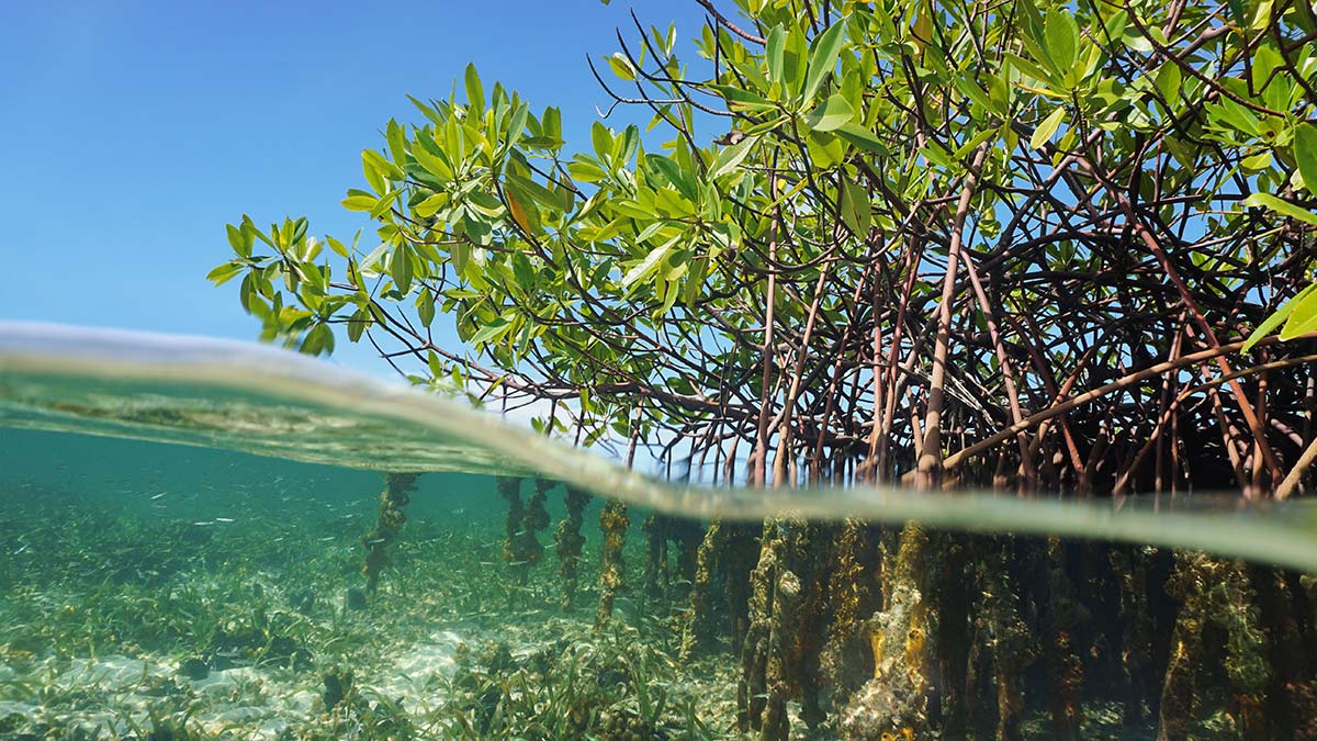 Blue carbon: The potential of coastal and oceanic climate action