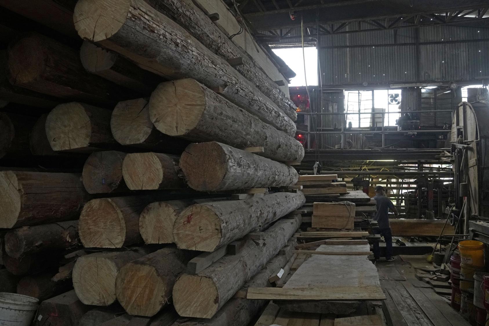 Hong Kong's Last Sawmill Faces Closure Amid Development Plan