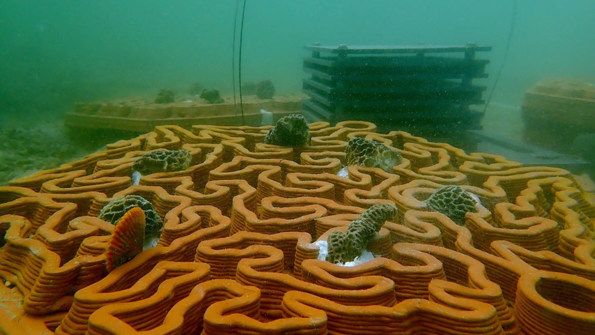 3D-Printed Terracotta Tiles To Restore Abu Dhabi’s Coral Reefs