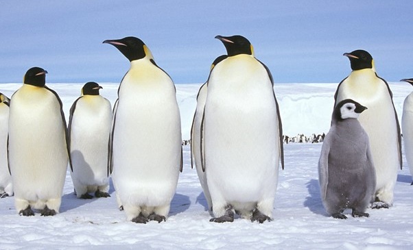 World Record Temperature Jump In Antarctic