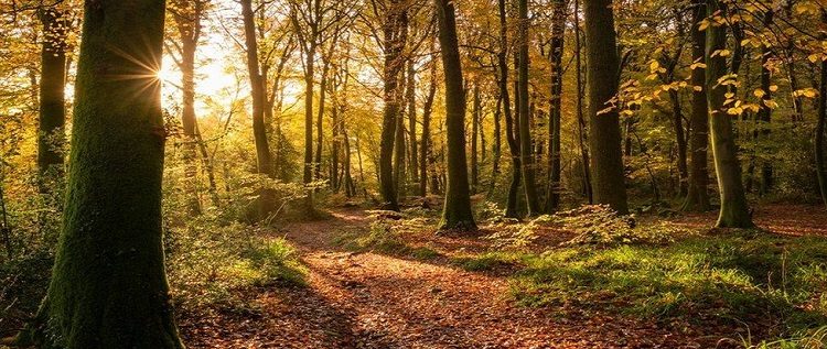 Wales Needs More Homegrown Timber Buildings