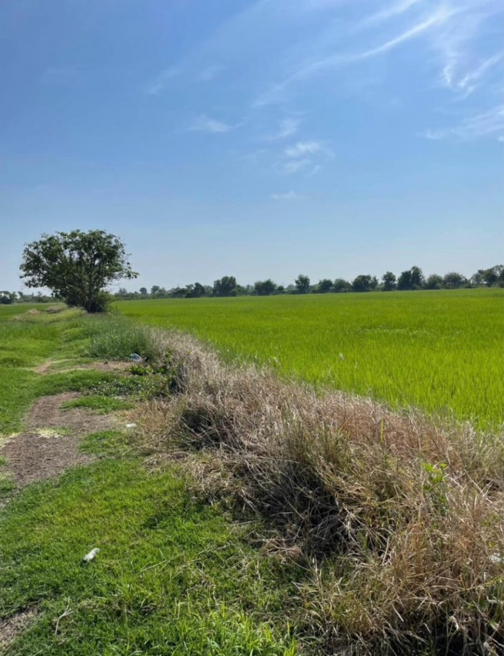 ภาพขาย ที่ดิน ที่นา 16 ไร่เศษ ต.ดอนพุทรา อ.ดอนตูม จ.น