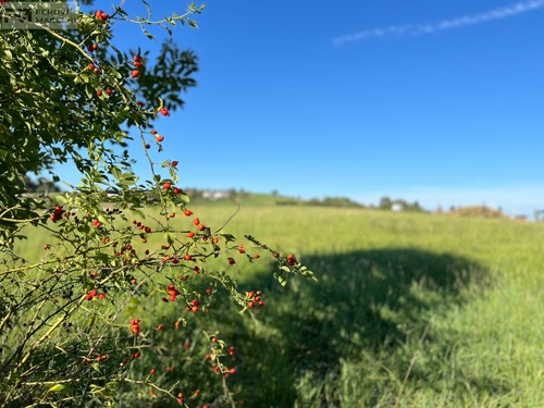 Prodej stavebního pozemku 1541 m²