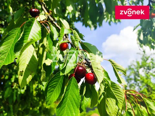 Prodej stavebního pozemku 1386 m²