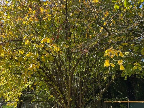 Prodej domu 65 m², pozemek 204 m²