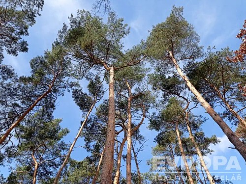 Prodej stavebního pozemku 2475 m²