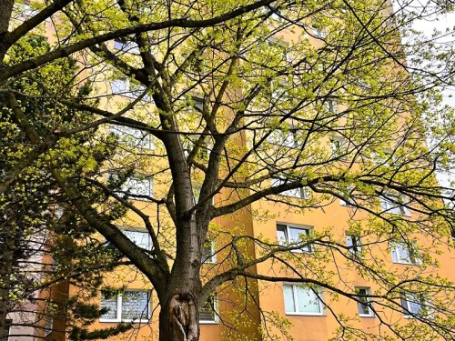 Prodej bytu 1+1 39 m²